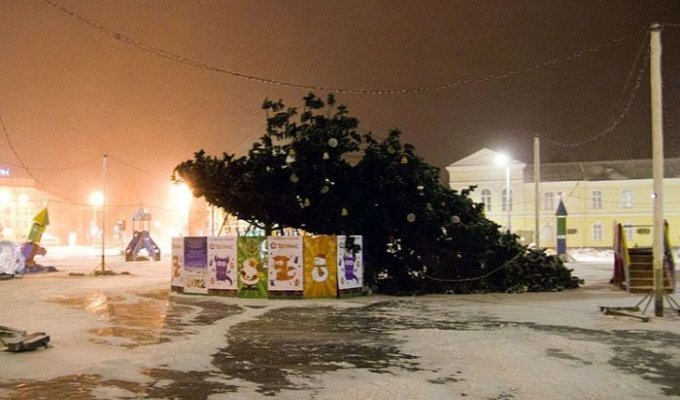 В Петрозаводске упала елка (4 фото)