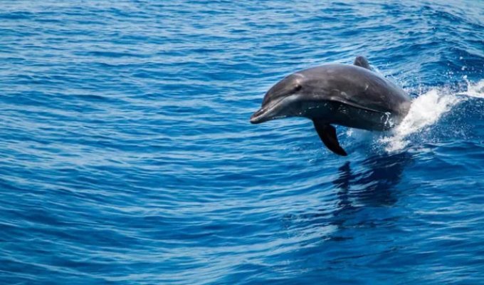 Одинокого дельфина нашли в Балтийском море: он «разговаривает» сам с собой (2 фото)