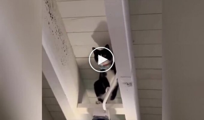 “Mission Possible”: the agile cat amazes with his climbing skills