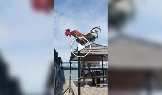 Long alarm clock made from a rooster