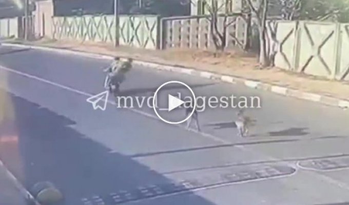 Езда без шлема и бездомные собаки привели к трагедии в Дагестане