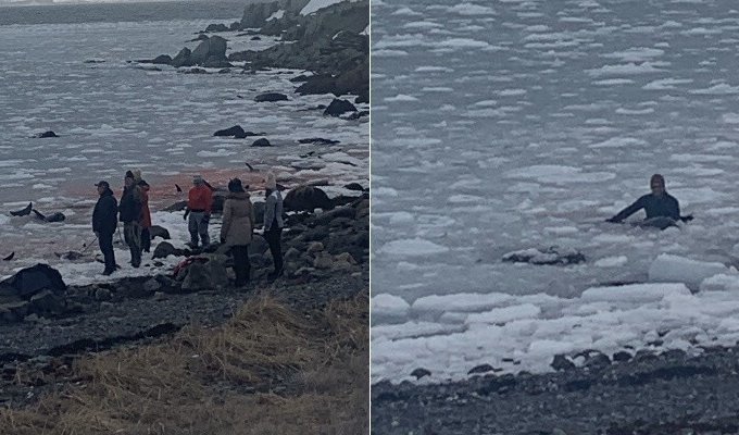 More than twenty dolphins stuck in the ice, but received help (3 photos + 2 videos)