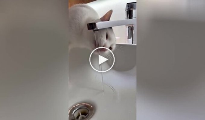 A cat learned to open the water