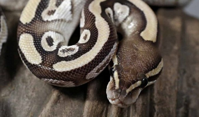 Самые дорогие змеи для террариума (11 фото)