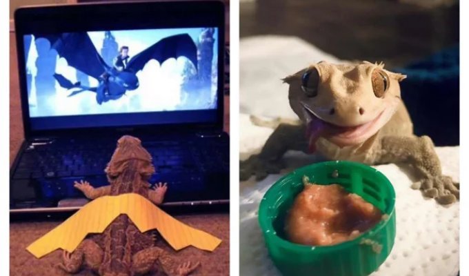 Adorable Lizards: 40 Photos That Will Change How You View Reptiles (41 photos)