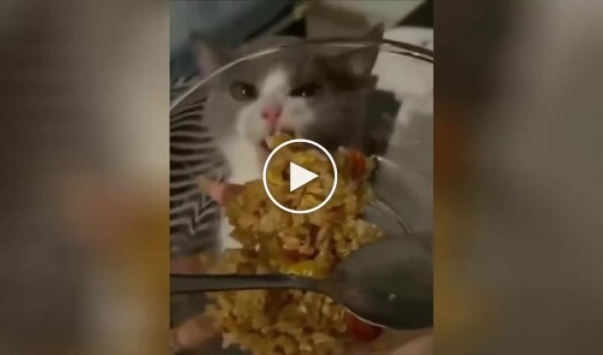 The cat from this video can't understand why food won't go into his mouth