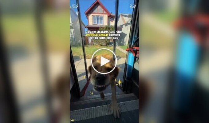 Водитель автобуса для собак: работа мечты