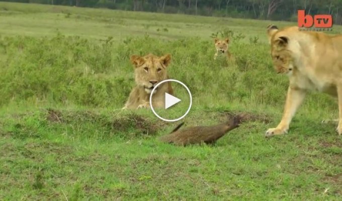 Бесстрашный мангуст выгоняет львов со своей территории