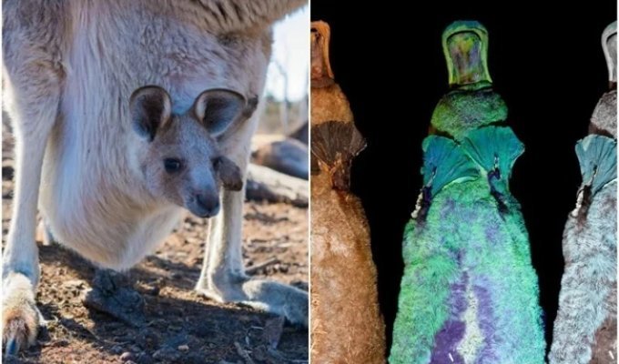 20+ curious Facts about our smaller brothers (30 photos)