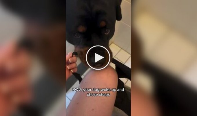 Ротвейлер устроил «перетягивание каната»