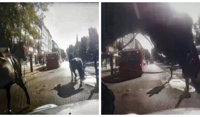 Сбежавшие гвардейские лошади в приступе паники пронеслись по Лондону (7 фото + 4 видео)