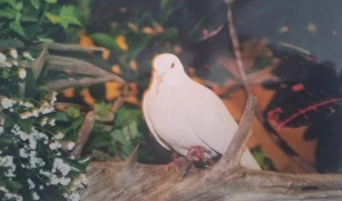 The world's oldest pigeon died in the US at 44 years old (2 photos)