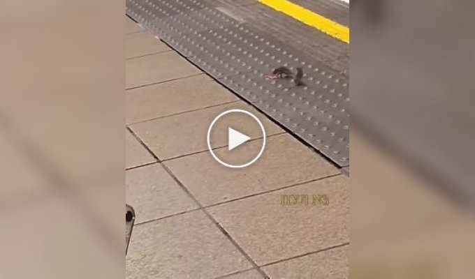 Rats fought over food on the London subway