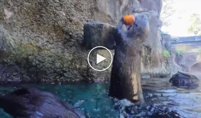 Выдры сыграли в баскетбол тыквами