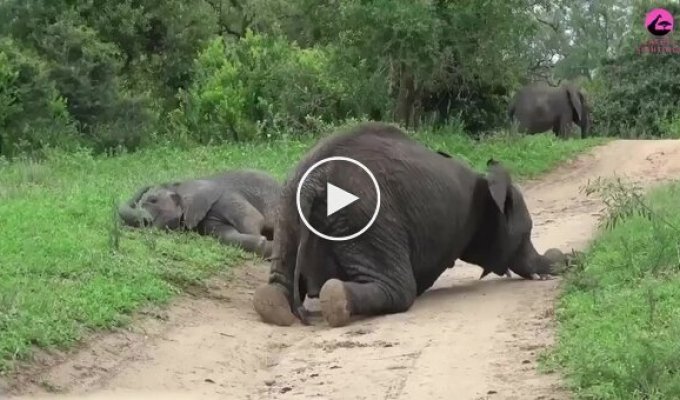 Пьяные слоны не могут стоять на ногах