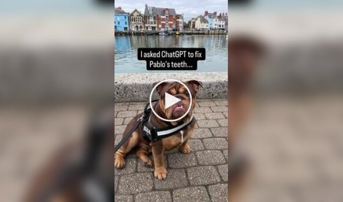 Пес с голливудской улыбкой