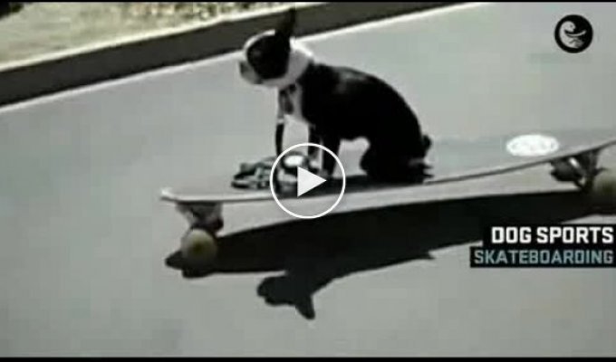 Собаки на скейте