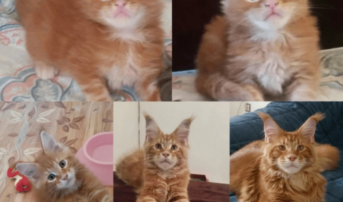 "Как быстро дети растут": котовладельцы показали, как их маленькие котята выросли во взрослых котяр (18 фото)