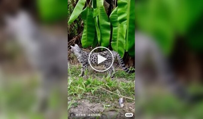 Мужчина устроил «столовую» для котов прямо с балкона