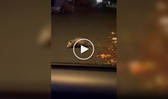 Опоссум продемонстрировал свой талант