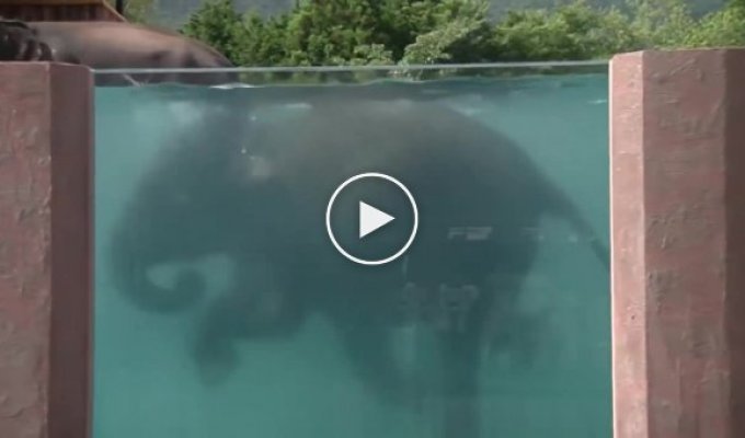 Японский зоопарк построил 65-метровый бассейн для слонов
