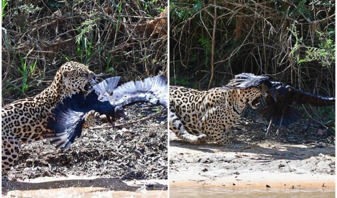 Эпичная схватка в воздухе между ягуаром и стервятником (12 фото)