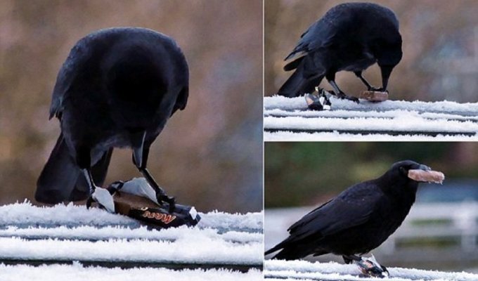 Treat a crow to candy - and he will demonstrate his remarkable intelligence (6 photos)
