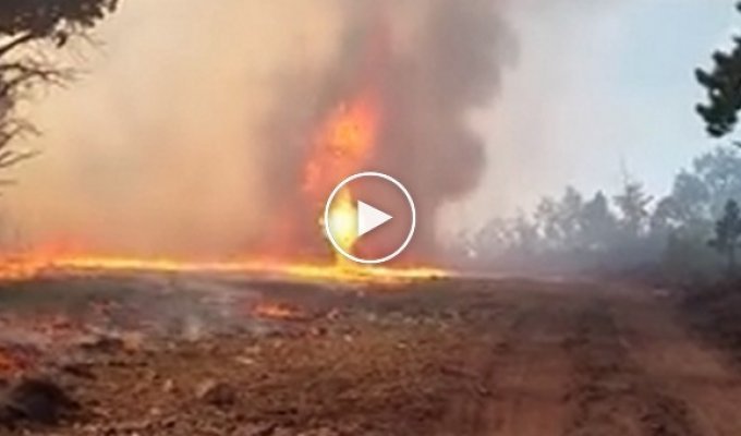Огненный торнадо во время лесного пожара