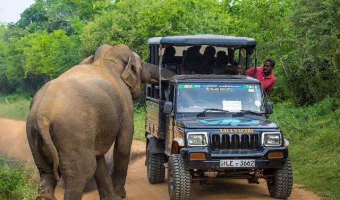 В Шри-Ланке слон едва не испортил туристам сафари (5 фото)