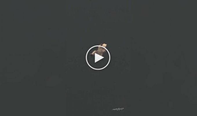 Медведь отдыхает в пятницу