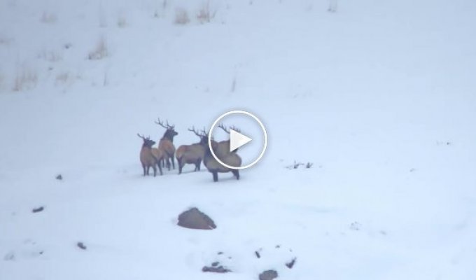 Турист запечатлел драматичную сцену охоты стаи волков на оленей
