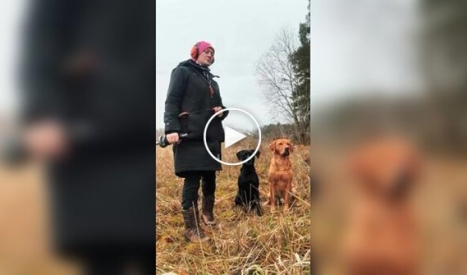 Dog trainer shows off her Labradors' impressive discipline