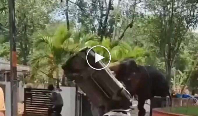 In India, an elephant pierced a car with its tusks and flipped it on the road