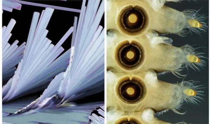 32 Microphotographs That Will Change Your Worldview (33 photos)
