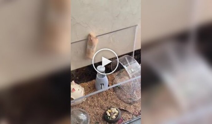 Побег хомяка из вольера