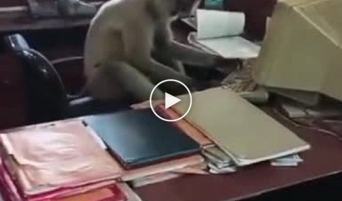 В Індії мавпа проникла в офіс, щоб попрацювати