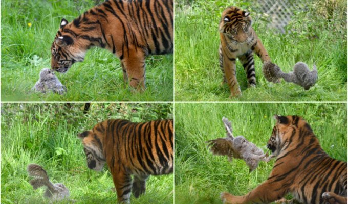 Совенок упал в вольер к молодому тигру (7 фото)