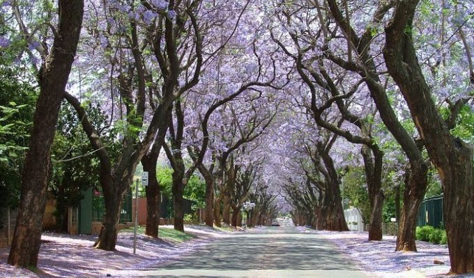 Пурпурный тоннель в Йоханнесбурге (9 фото)