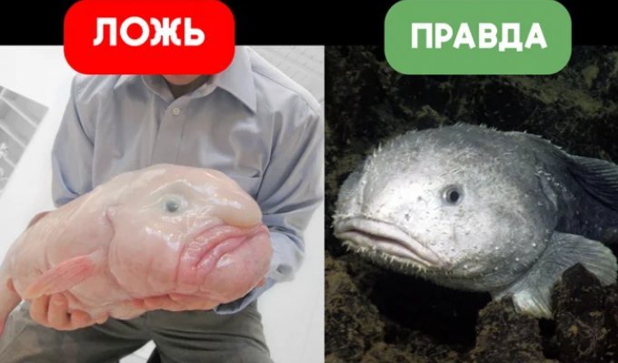 Рыба-капля: почти все фото с ней — фейк (9 фото)
