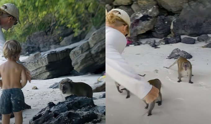 A tourist fought with monkeys in Thailand, protecting his son (6 photos + 2 videos)