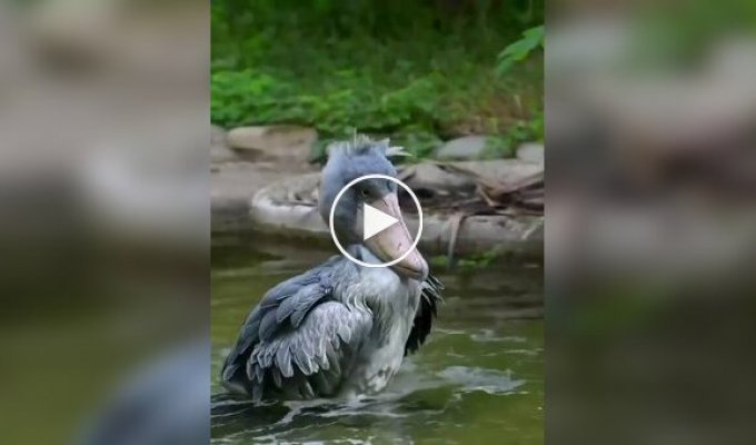 Китоглавы не сразу осваивают искусство балансирования на одной ноге