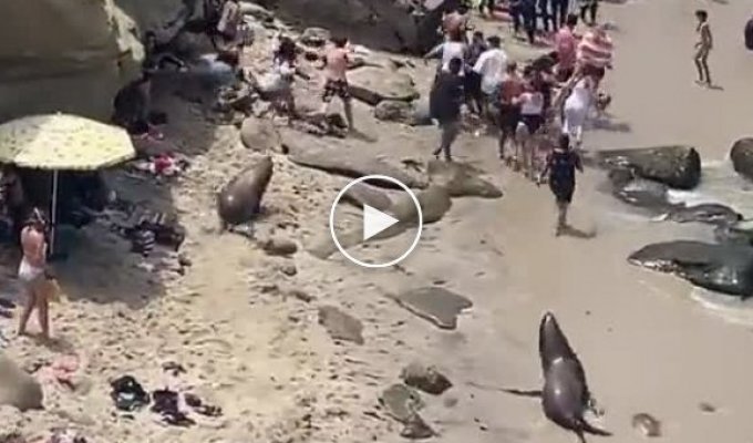 В Сан-Диего морские львы устали от людей и выгнали их с пляжа. Никто не пострадал