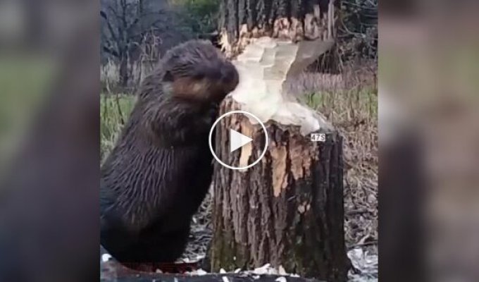 Interesting fact about beavers