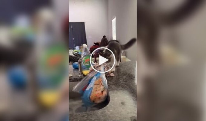 Котенок пытается стащить пакет с едой