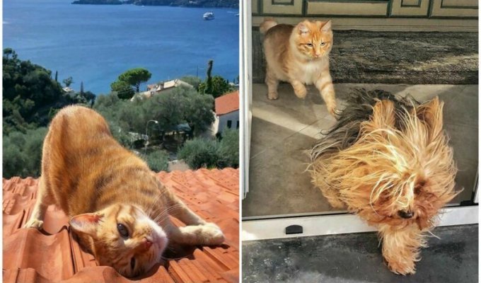 Итальянка показывает насыщенную жизнь своего шикарного рыжего котяры (37 фото)