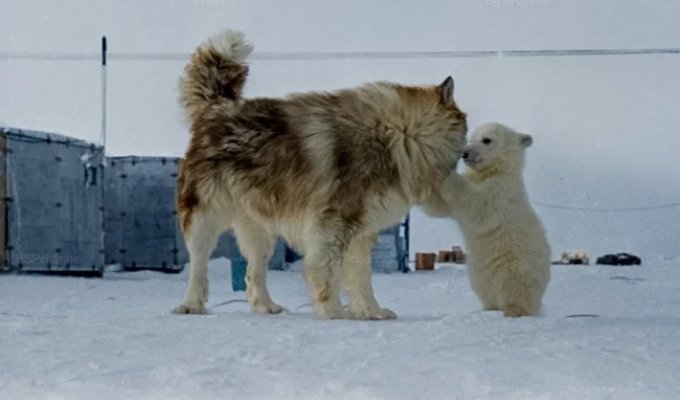 Удивительные и забавные фотографии с животными (21 фото)