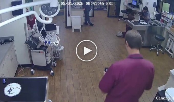 Пес випадково «прокатив» медсестру прямо у клініці