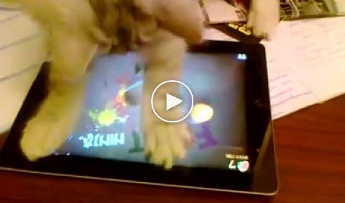 Кот играет на планшете