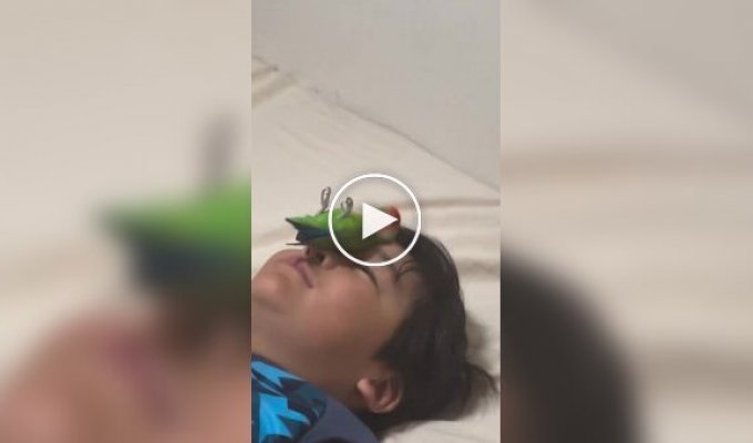 A parrot comfortably settled on a boy's nose