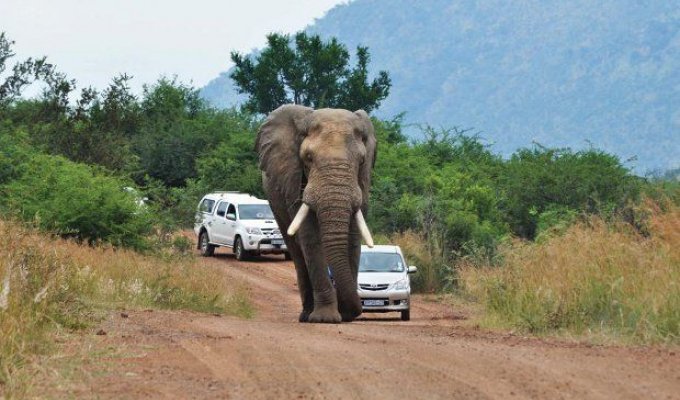 Не зли слона автомобилем (7 фотографий)